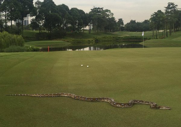 cursed images - python golf