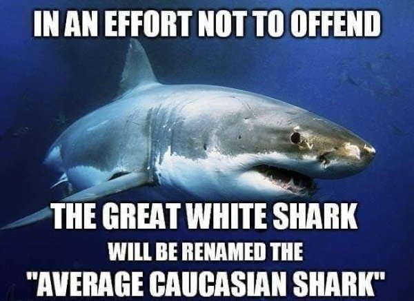 great white shark - In An Effort Not To Offend The Great White Shark Will Be Renamed The "Average Caucasian Shark"