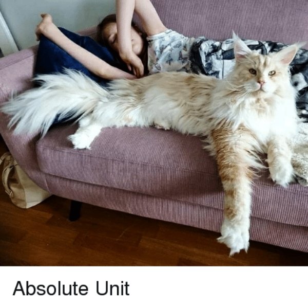 28 Things that are absolute units.