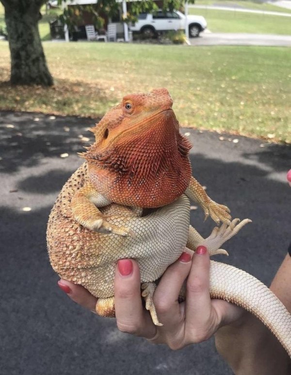 28 Things that are absolute units.