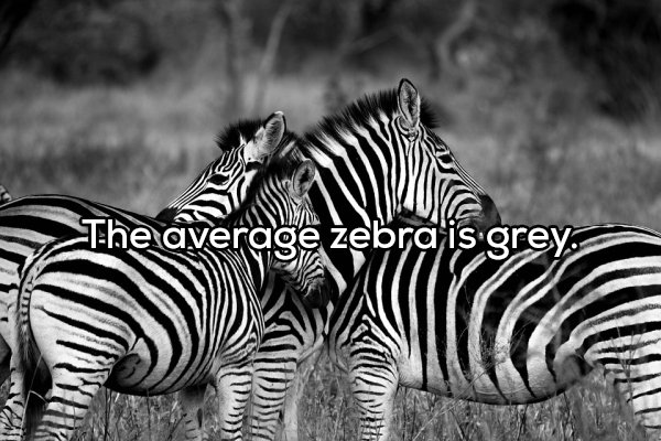 hd zebra - The average zebra is grey
