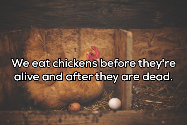 photo caption - We eat chickens before they're alive and after they are dead.
