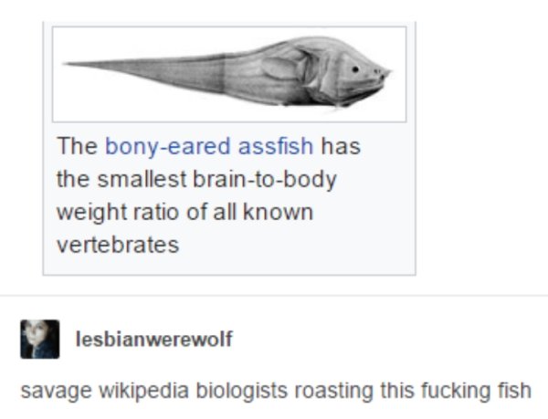 angle - The bonyeared assfish has the smallest braintobody weight ratio of all known vertebrates lesbianwerewolf savage wikipedia biologists roasting this fucking fish