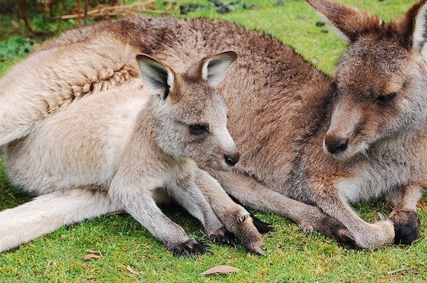 A group of 150 wallabies escaped a French zoo in the 1970's and have been thriving in the wild for decades now.
