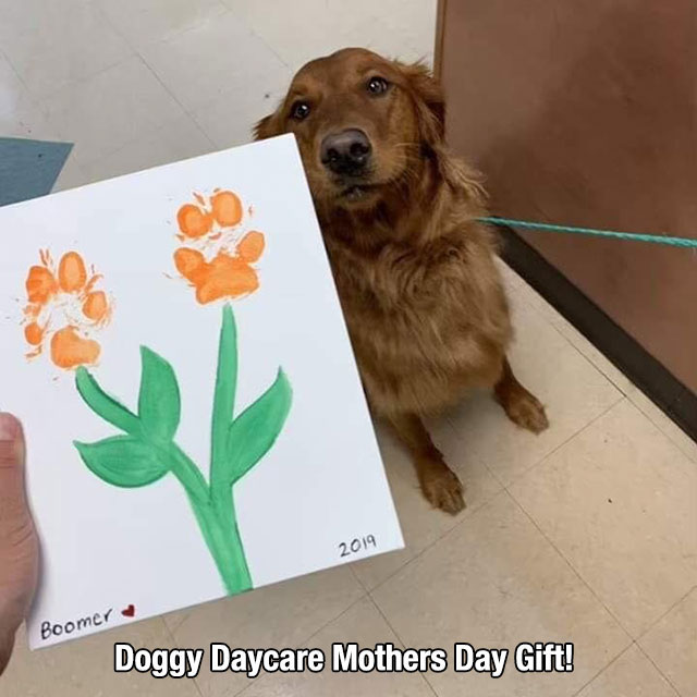 2019 Boomer Doggy Daycare Mothers Day Gift!
