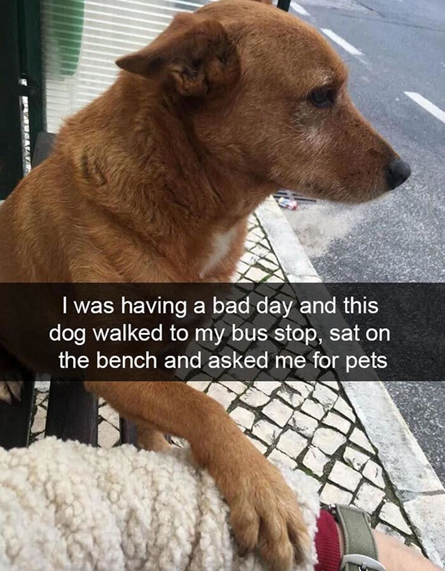 having a bad day - Vaus I was having a bad day and this dog walked to my bus stop, sat on the bench and asked me for pets