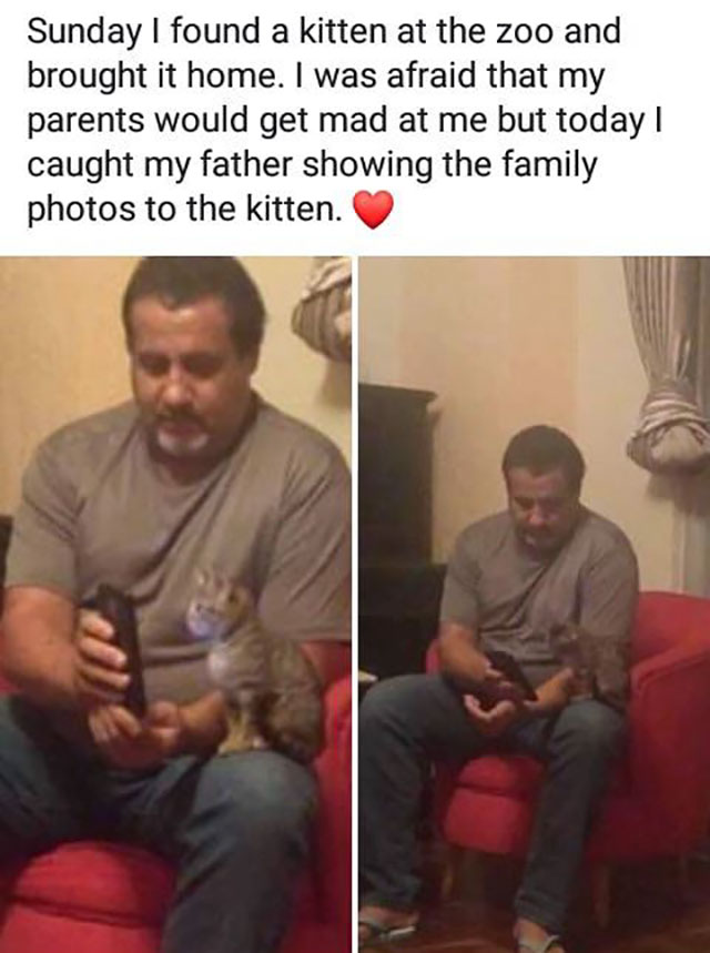 stress meme - Sunday I found a kitten at the zoo and brought it home. I was afraid that my parents would get mad at me but today! caught my father showing the family photos to the kitten.