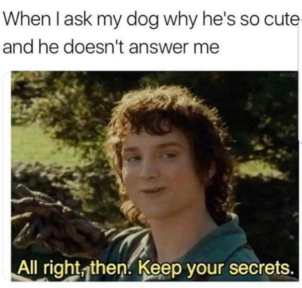 wholesome pics - ask my dog why he's so cute - When I ask my dog why he's so cute and he doesn't answer me All right, then. Keep your secrets.