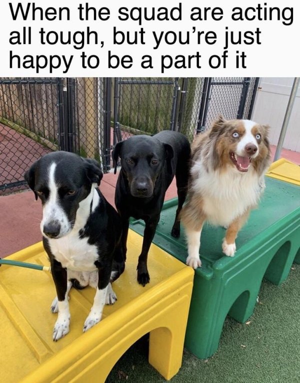 wholesome pics - border collie - When the squad are acting all tough, but you're just happy to be a part of it