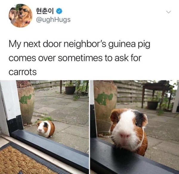 wholesome pics - Guinea pig - 2 Hugs My next door neighbor's guinea pig comes over sometimes to ask for carrots