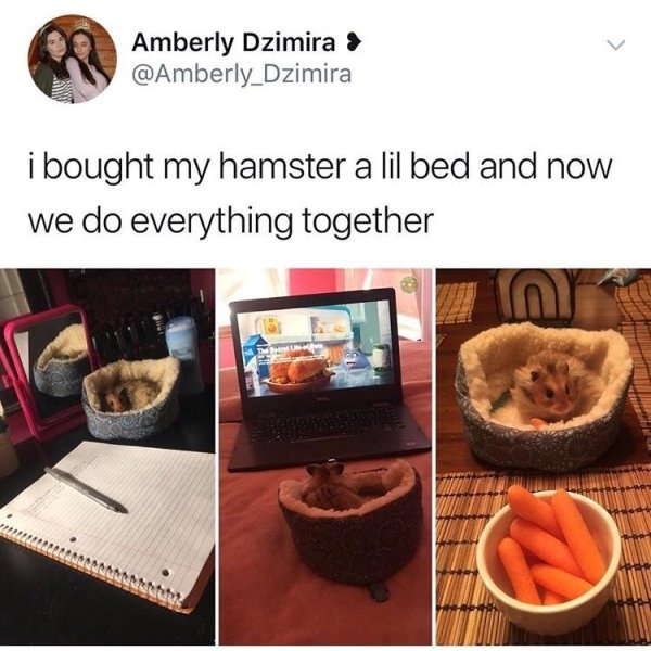 wholesome pics - bought my hamster a lil bed r - Amberly Dzimira > i bought my hamster a lil bed and now we do everything together