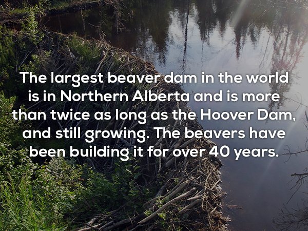 water resources - The largest beaver dam in the world is in Northern Alberta and is more than twice as long as the Hoover Dam, and still growing. The beavers have been building it for over 40 years.