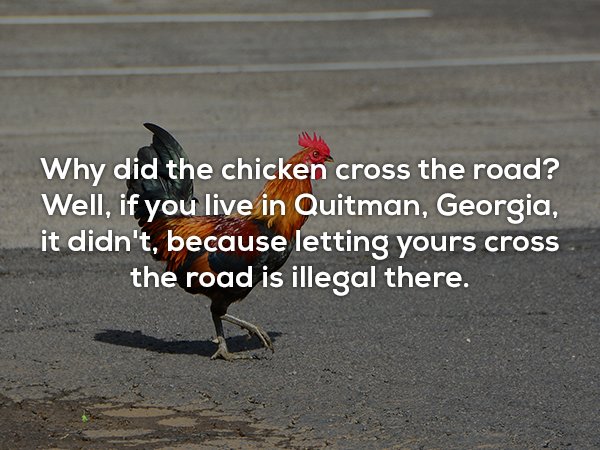 rooster - Why did the chicken cross the road? Well, if you live in Quitman, Georgia, it didn't, because letting yours cross the road is illegal there.