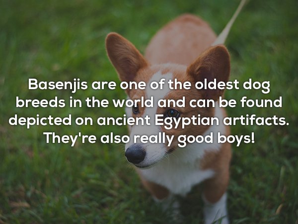 photo caption - Basenjis are one of the oldest dog breeds in the world and can be found depicted on ancient Egyptian artifacts. They're also really good boys!