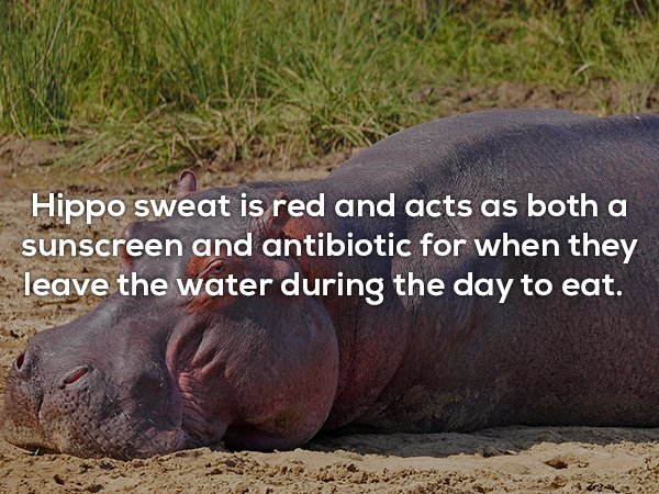 hippopotamus - Hippo sweat is red and acts as both a sunscreen and antibiotic for when they leave the water during the day to eat.