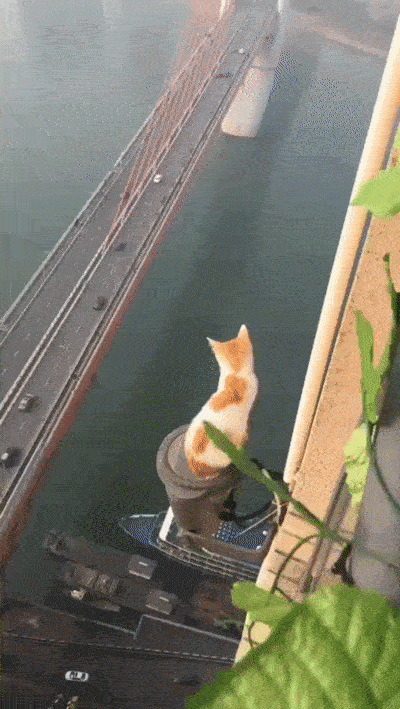 high view cat on heights