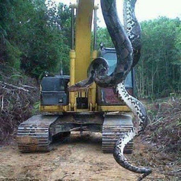 33 foot snake