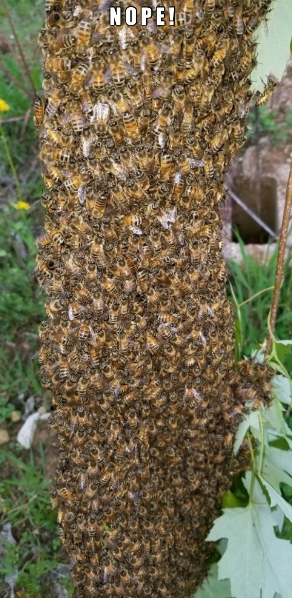 honey bee - Nope!. 49 Us Nics Sts w