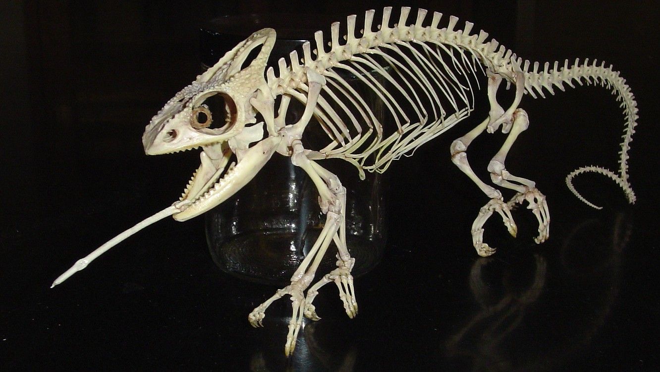 meme chameleon skeleton - Titil Homill