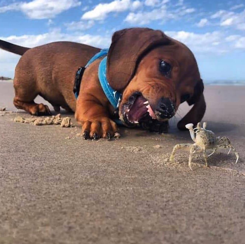 meme dog and crab on beach