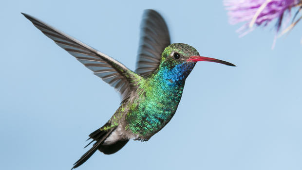 A human would have to eat 300 hamburgers just to match the equivalent of what hummingbirds consume to survive every day.
