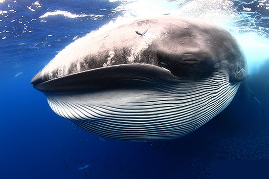 A man was snorkeling off the coast of South Africa when an enormous Bryde’s whale scooped him up in his mouth headfirst. He was later spit out after the whale couldn't swallow him whole.