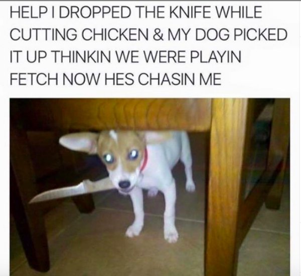 animals with knives - Help I Dropped The Knife While Cutting Chicken & My Dog Picked It Up Thinkin We Were Playin Fetch Now Hes Chasin Me