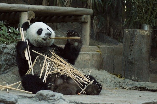 A group of pandas is called an embarrassment.