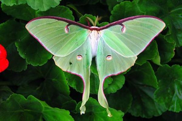 Luna moths mate and die 7 days after emerging from their cocoons.
