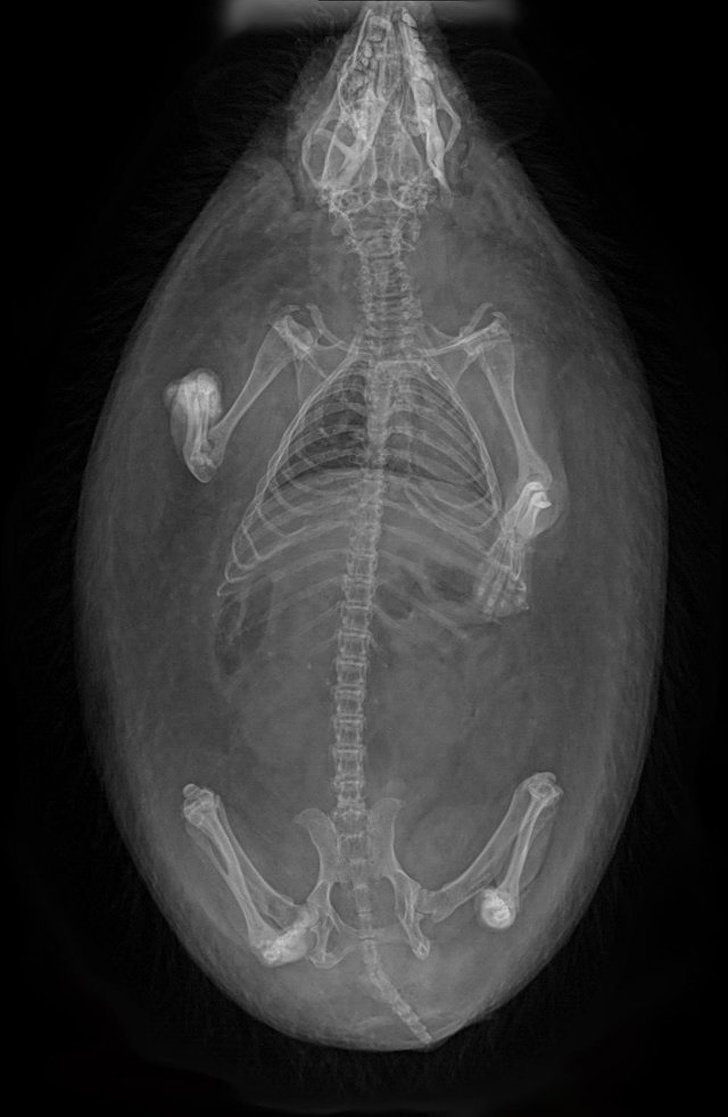 mildly interesting pics - medical radiography