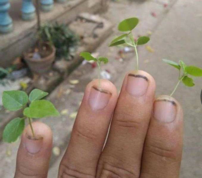 fingernail plants