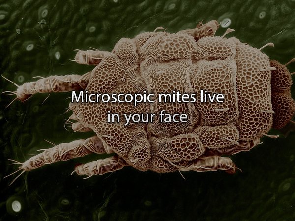 Microscopic mites live in your face