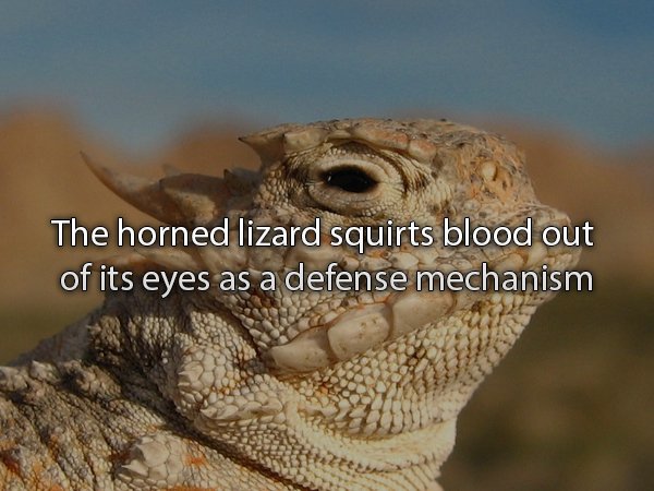 horned toads - The horned lizard Squirts blood out of its eyes as a defense mechanism