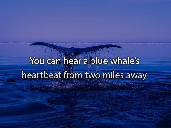 water resources - You can hear a blue whale's heartbeat from two miles away