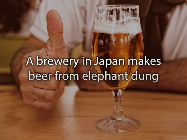 casa museo del campesino - A brewery in Japan makes beer from elephant dung