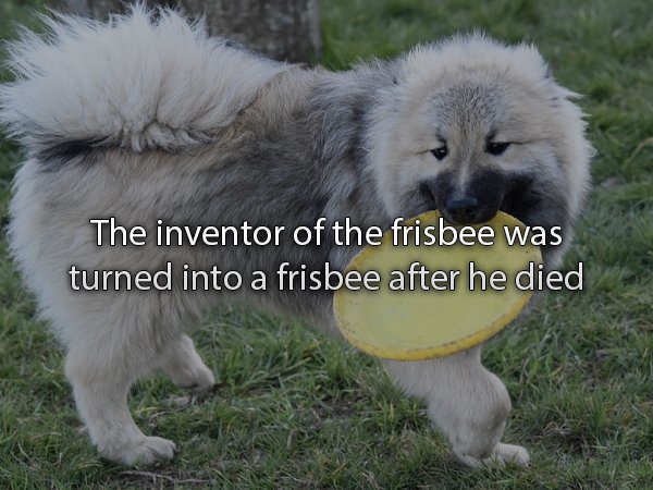 snout - The inventor of the frisbee was turned into a frisbee after he died