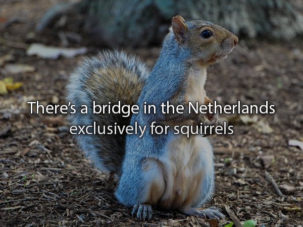 squirrel common - There's a bridge in the Netherlands exclusively for squirrels