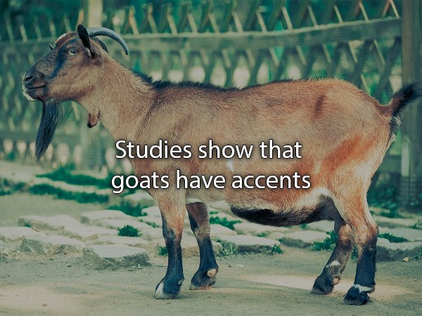 female billy goat - Valla Www Studies show that goats have accents