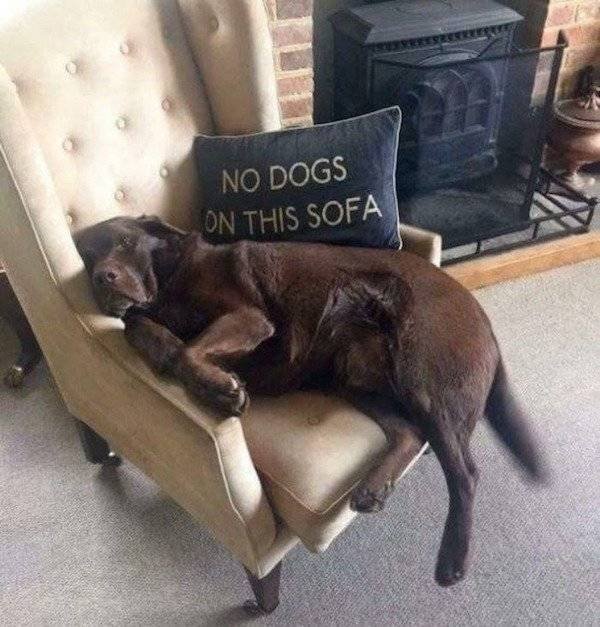 funny sofa - No Dogs On This Sofa