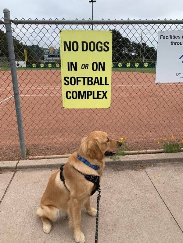 snout - A A B Xxx Vyy 7 Tida X Facilities i throu No Dogs In Or On Softball Complex . Xxxxxx
