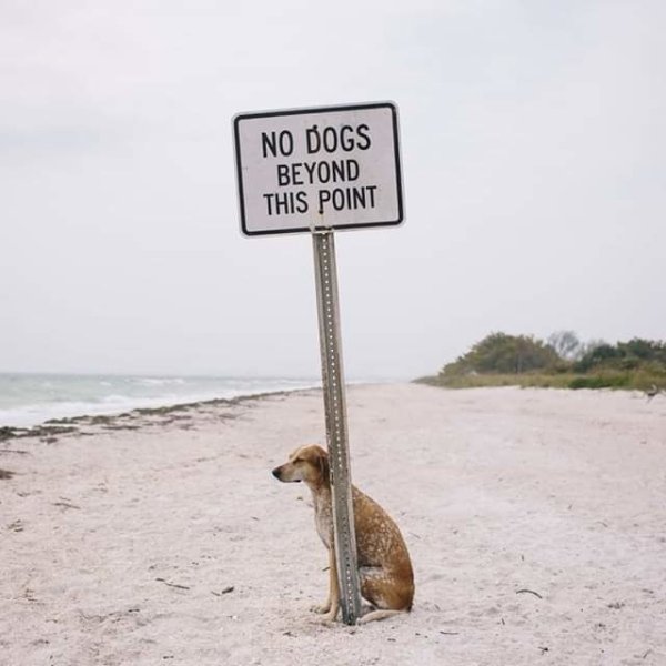 no dogs beyond this point - No Dogs Beyond This Point