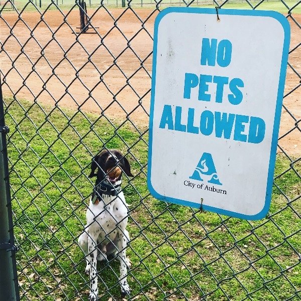 net - No Pets Allowed City of Auburn