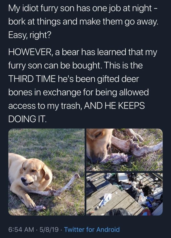 bear bribes dog with deer bones - My idiot furry son has one job at night bork at things and make them go away. Easy, right? However, a bear has learned that my furry son can be bought. This is the Third Time he's been gifted deer bones in exchange for be