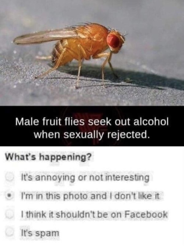 male fruit flies seek out alcohol when sexually rejected - Male fruit flies seek out alcohol when sexually rejected. What's happening? It's annoying or not interesting I'm in this photo and I don't it I think it shouldn't be on Facebook It's spam