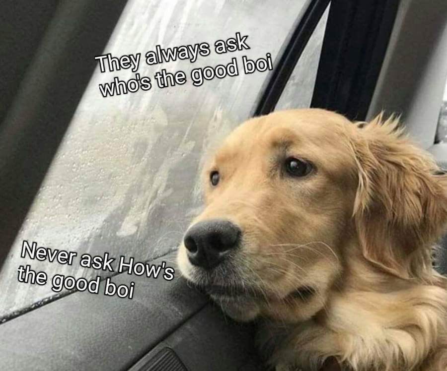 good boi - They always ask who's the good boi Never ask How's the good boi