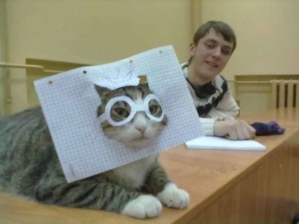 wtf pics - cat with paper glasses