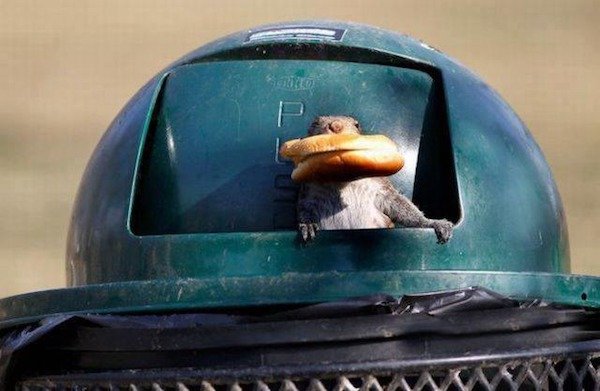 wtf pics - squirrel in trash can