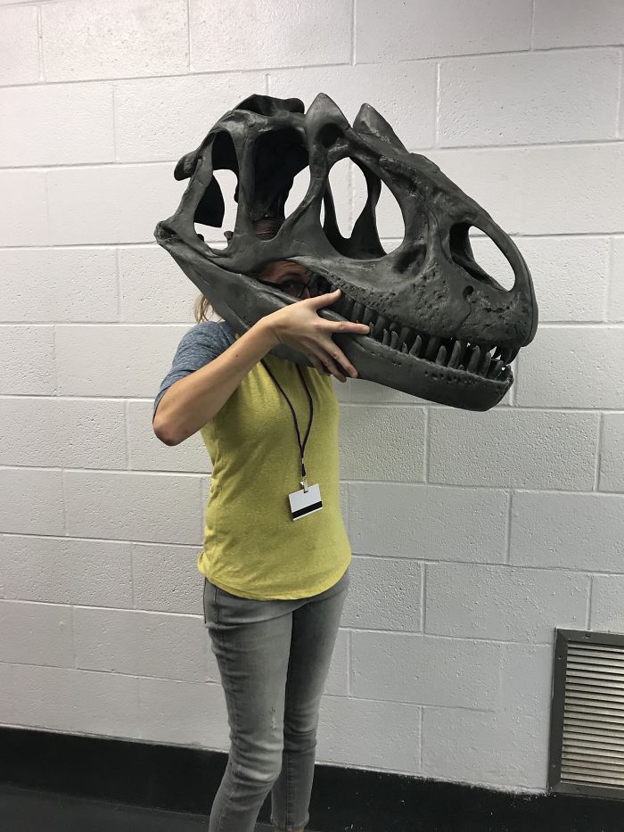 allosaurus skull size