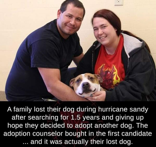 wtf fun facts coincidence - A family lost their dog during hurricane sandy after searching for 1.5 years and giving up hope they decided to adopt another dog. The adoption counselor bought in the first candidate ... and it was actually their lost dog.