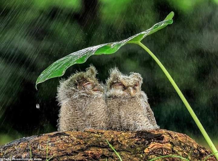 owl in rain under a leaf